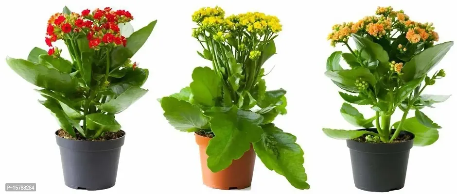 Natural Long Live Home Decor Plant and Planter-thumb0