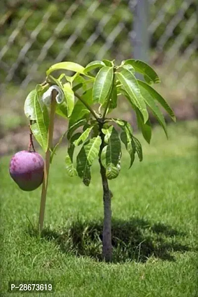 Corofitam Mango Plant HYBRID MANGO PLANT A100-thumb0