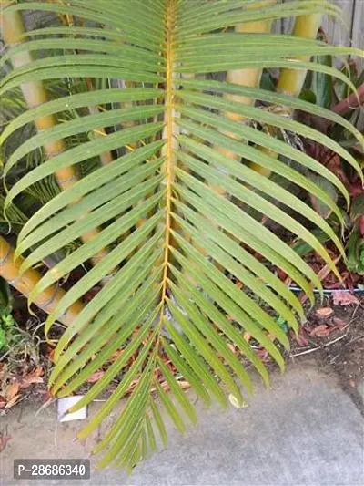 Corofitam Areca Palm Areca Plam-2-thumb2