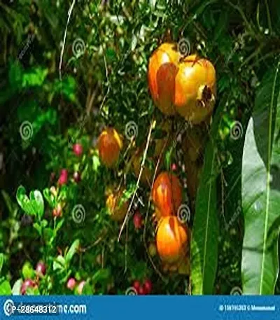 Corofitam Pomegranate Plant 9798 Premium PlantAnnar Sap_148-thumb0