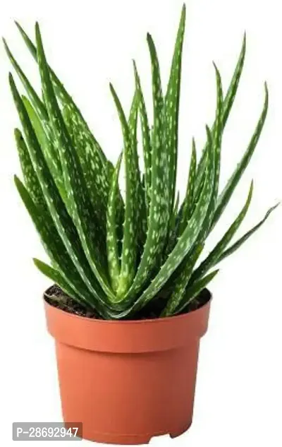 Corofitam Aloe Vera Plant Aloevera plant Green pack of 1-thumb0