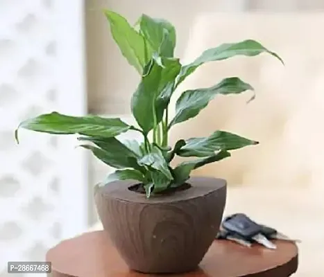 Corofitam Peace Lily Plant peace lily plant0081-thumb0