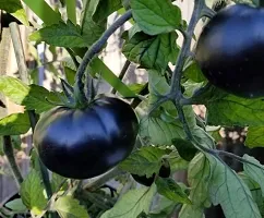 Corofitam Tomato Plant tomato plant 5049-thumb1