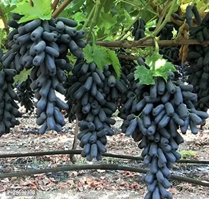 Corofitam Grapes Plant Black Grapes Plant-thumb0