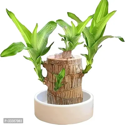 Lucky Brazilian Rooted Indoor Plant Stem for Home, Office Decoration Original Brazilian Live Lucky Wood plant (Pot Not Included)- (1)