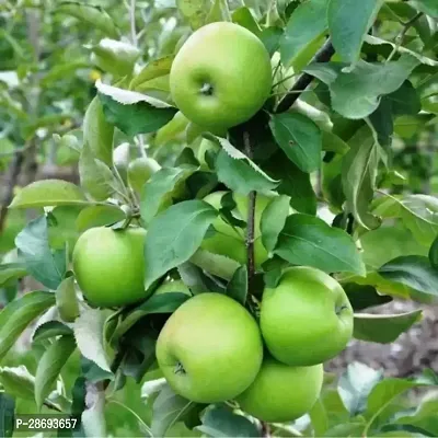 Corofitam Apple Plant Kashimiry Apple plant Grafted and hybrid plantAS195-thumb0