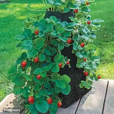 Corofitam Strawberry Plant strawberry plant-thumb0