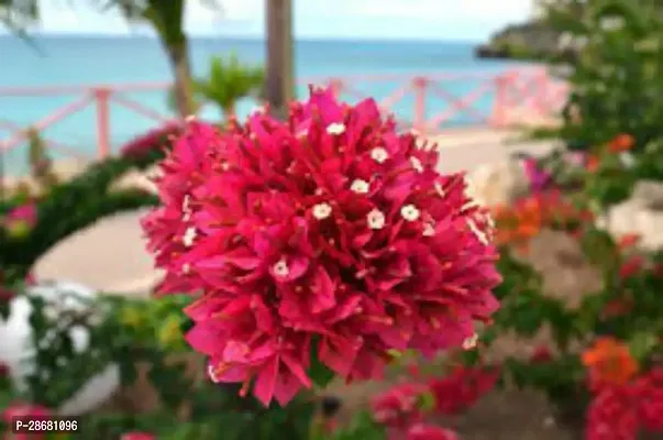 Bougainvillea Plant-thumb0