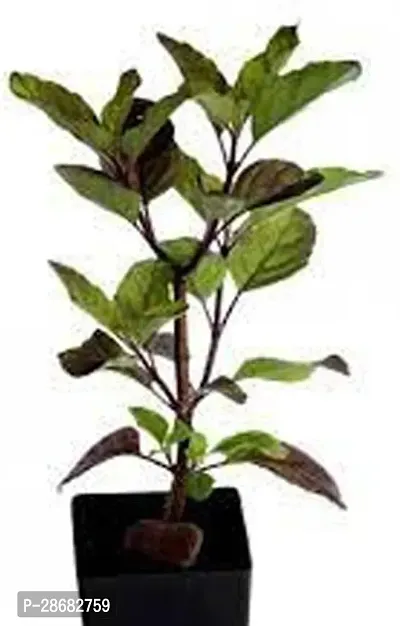 Corofitam Tulsi Plant Shyama Tulsi Plant-thumb2