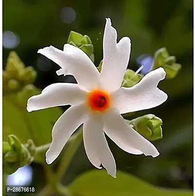 Corofitam Night Bloom Jasmine Plant JHNM116-thumb0