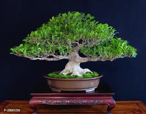 Corofitam Ficus Plant Ficus bonsai-thumb0