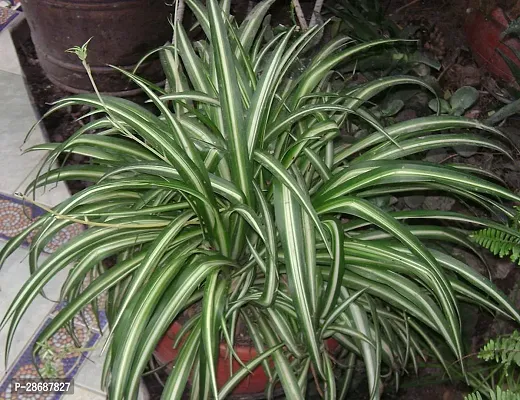 Corofitam Spider Plant 12345-thumb0