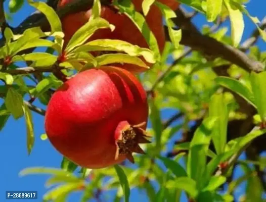 Corofitam Pomegranate Plant Pomegranate Anar Plant-thumb0