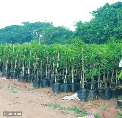 Corofitam Mango Plant Amrapali Mango Plant A7-thumb0