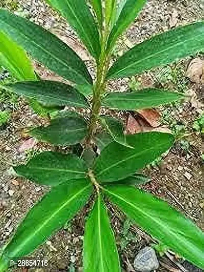 Corofitam ElaichiCardamom Plant Cardamom Elaichi plant-thumb0