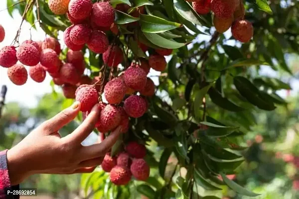 Corofitam Litchi Plant Lichi Fruit Tree Plant-thumb2