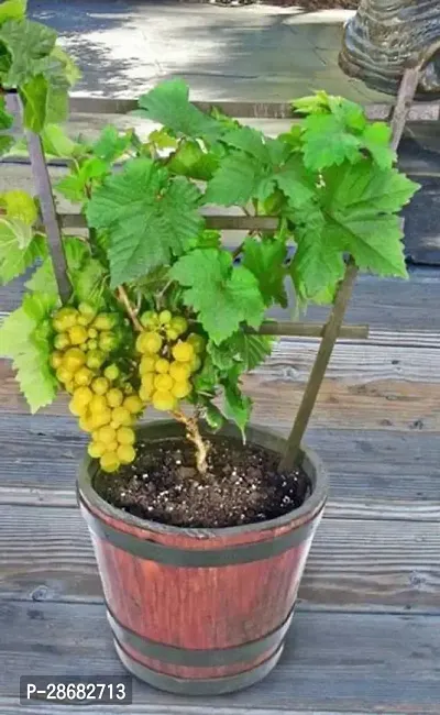 Grape Plant-thumb0