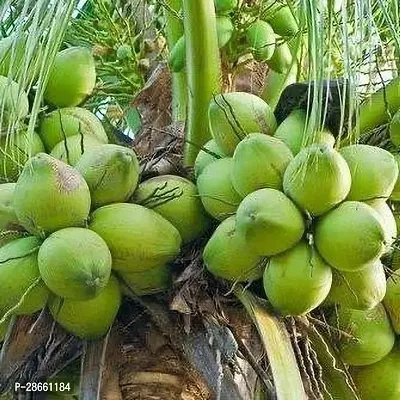 Corofitam Coconut Plant fck01-thumb0