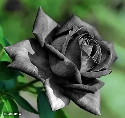 Corofitam Rose Plant Black rose tree plant original-thumb2