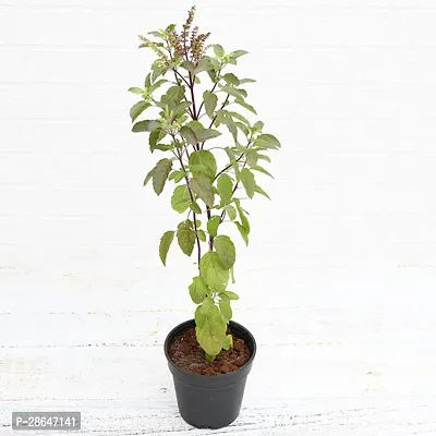 Corofitam Tulsi Plant ZoomPlant-450-thumb0