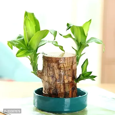 Lucky Wood Good Luck Live Plant Lucky Brazil Wood Potted Plant Healthy Indoor Live Lucky Brazilian Wood Plant for Living Room  Home(without Pot)