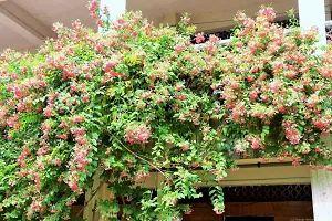 Madhumaltirangoon Creeper Flower Plant-thumb2