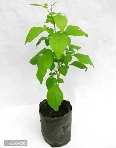 Corofitam Bel Plant Belpatra plant-thumb2