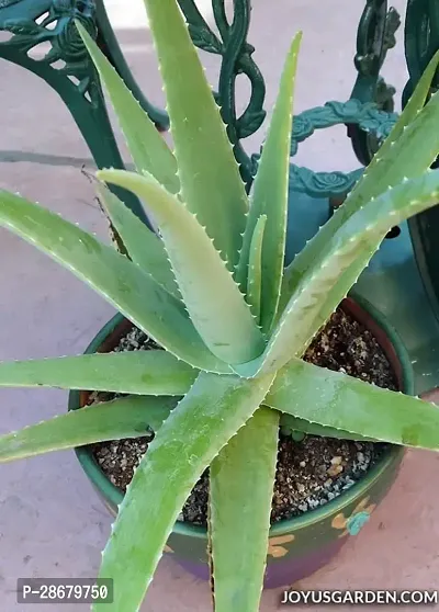 Aloe Vera Plant-thumb0