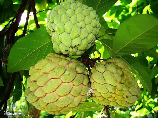 Corofitam Custard Apple Plant Green Custard Apple Plant-thumb0