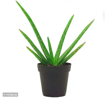 Natural Long Live Home Decor Plant and Planter