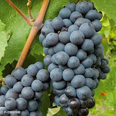 Corofitam Grapes Plant Grape Vine Plant Black Hamburgh Plant in Polybag (1 Healthy Live Plant) C-thumb0