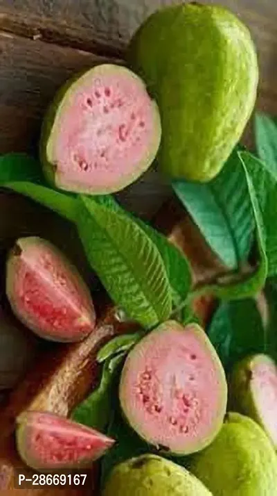 Corofitam Guava Plant THAI GUAVA HYBRIDE KK10 - ( HYBRIDGRAFTED)-thumb0