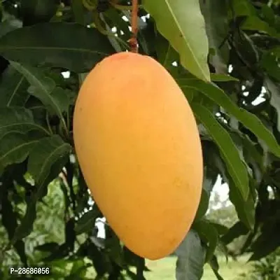 Corofitam Mango Plant Very Sweet Amrapali Mango Grafted Hybrid Bonsai Fruit Tree Healthy Live Plant-thumb3