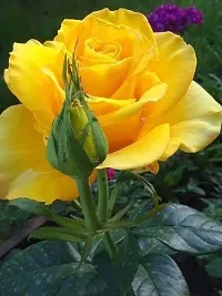 Corofitam Rose Plant Yellow Rose Flower Plant(Hybrid)-thumb1