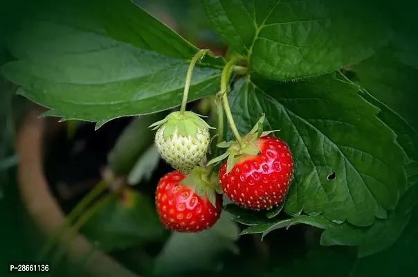 Corofitam Strawberry Plant Strawberry Live Plant with 1 Pot-thumb0