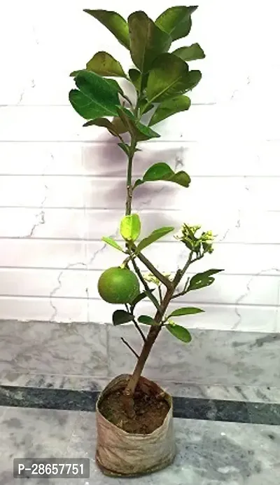 Corofitam Lemon Plant Seasonal lemon203-thumb2