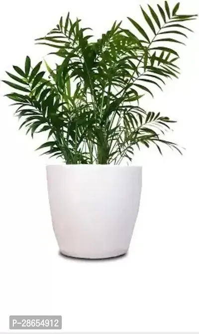 Corofitam Areca Palm Areca Palm ar12-thumb0