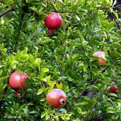 Corofitam Pomegranate Plant Ganesh PomegranateAnar Tasty Fruit Plant-thumb2