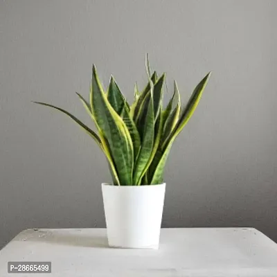 Corofitam Snake Plant SNAKE PLANT TF5-thumb0