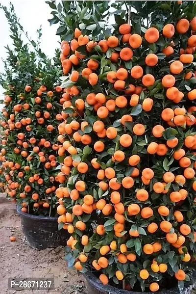 Corofitam Orange Plant NARANGIchinese ORANGE PLANT-thumb0