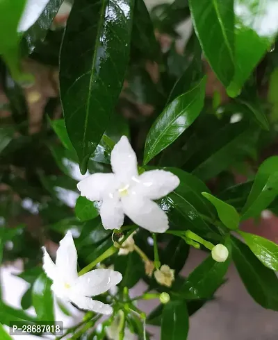 Corofitam Jasmine Plant EN-DQ-203-thumb0