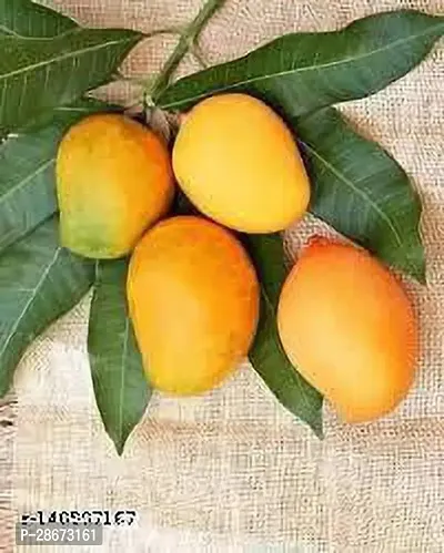 Corofitam Mango Plant ALPHANSO MANGO PLAnts434-thumb0