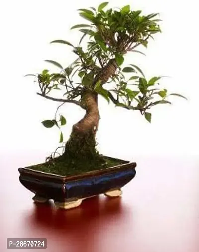 Corofitam Ficus Bonsai Plant GHBN158-thumb0