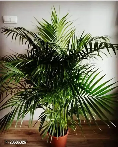 Corofitam Areca Palm Areca Palm Plant B13-thumb0