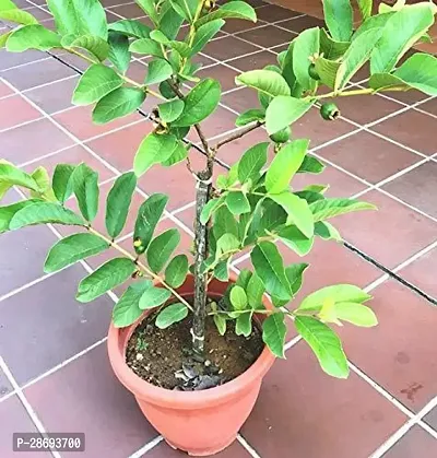 Corofitam Guava Plant Gauva!a3-thumb2