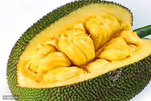 Corofitam Jackfruit Plant KSP-thumb0