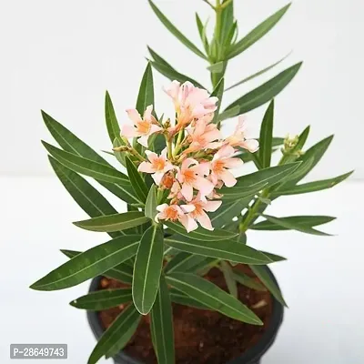 Corofitam Oleander Plant Kaner_Plants-thumb0