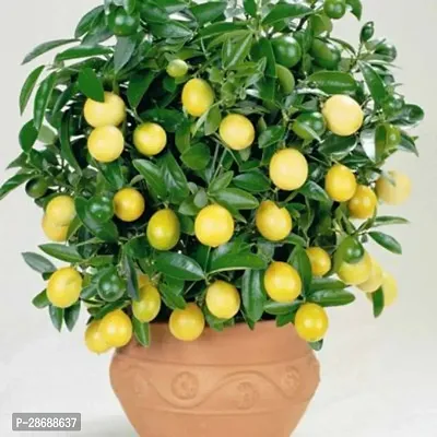 Corofitam Lemon Plant RSP_805-thumb0