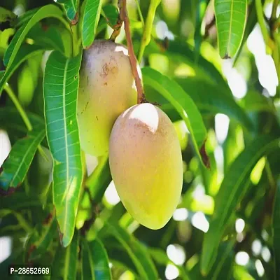 Corofitam Mango Plant 1foren mango plant