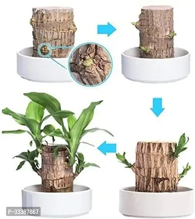 Green Lucky Brazil Wood Potted Plant, Healthy Indoor Live Lucky Brazilian Wood Plant for Living Room, Feng Shui Plant(without Pot)(pack of 1)-thumb3